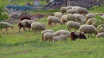 Schaf Weiden lassen frei im Natur video