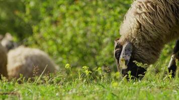 får betning fritt i natur video