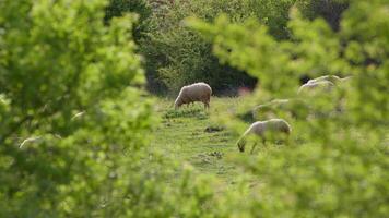 oveja pasto libremente en naturaleza video