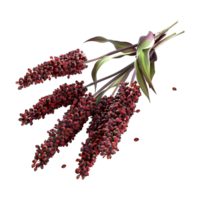 3D Rendering of a Great Millet on Transparent Background png