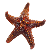 3d representación de un estrella de mar en transparente antecedentes png