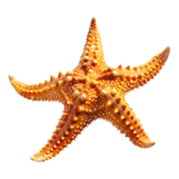 3d representación de un estrella de mar en transparente antecedentes png