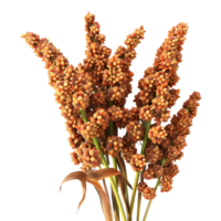 3D Rendering of a Great Millet on Transparent Background png