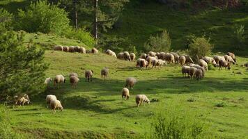 Sheep grazing freely in nature video