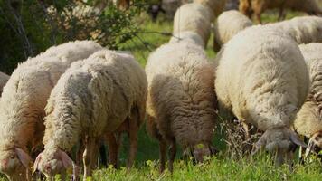 pecora pascolo liberamente nel natura video