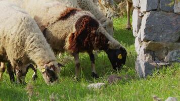 Sheep grazing freely in nature video