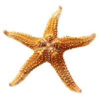 3d Renderização do uma estrelas do mar em transparente fundo png