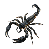 3d interpretazione di un' scorpioni su trasparente sfondo png