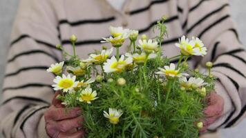 Elderly Woman is Loving Plant Daisy video