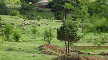 Sheep grazing freely in nature video