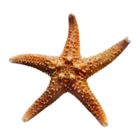 3d Renderização do uma estrelas do mar em transparente fundo png