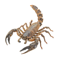 3d le rendu de une scorpions sur transparent Contexte png