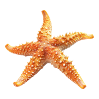 3d representación de un estrella de mar en transparente antecedentes png