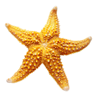 3d Renderização do uma estrelas do mar em transparente fundo png