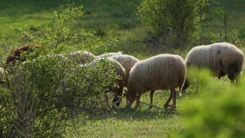 Sheep grazing freely in nature video