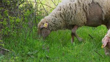 mouton pâturage librement dans la nature video