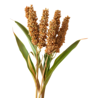 3D Rendering of a Great Millet on Transparent Background png