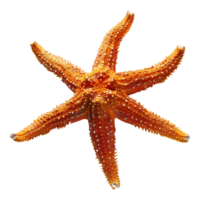 3D Rendering of a Starfish on Transparent Background png