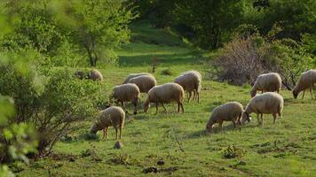 Sheep grazing freely in nature video