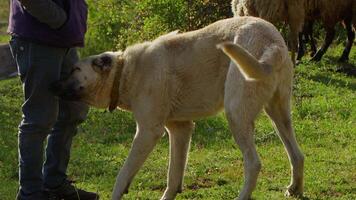 Sheep grazing freely in nature video