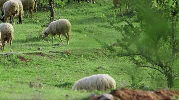 ovelha pastar livremente dentro natureza video