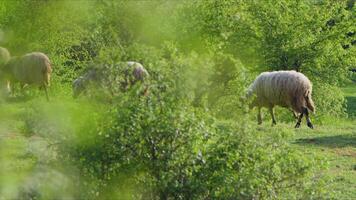 mouton pâturage librement dans la nature video