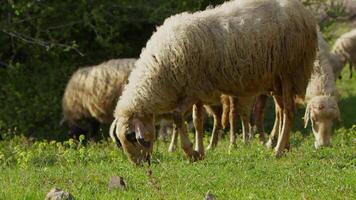 schapen begrazing vrij in natuur video