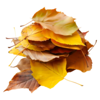 3d le rendu de une l'automne feuilles sur transparent Contexte png