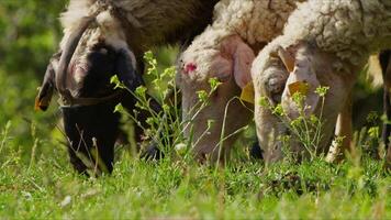 Sheep grazing freely in nature video