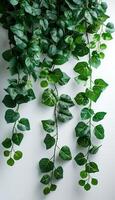 Foliage hanging on white background. Leaves and thin branches photo