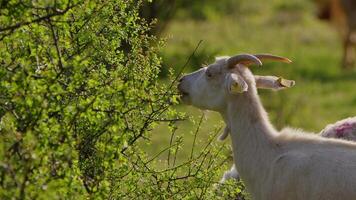 Goat is Eating Plant Leaves in Nature video