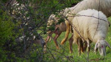 Sheep grazing freely in nature video