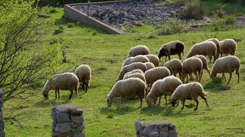 Schaf Weiden lassen frei im Natur video