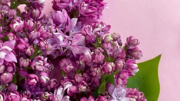 Blooming Lilacs Displayed on a Soft Pink Background in Springtime video