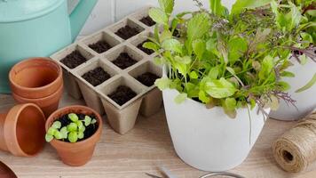 Indoor Gardening Essentials Displayed on Wooden Table Surface During Daytime video