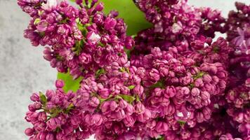 printemps fleurit fermer exploration de Frais lilas fleurs dans Matin lumière video