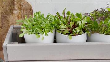 Indoor Herb Garden in Bright Kitchen Displayed on Countertop video