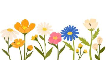 Horizontal white banner or floral backdrop decorated with gorgeous multicolored blooming flowers and leaves border. Spring botanical flat illustration on white background vector