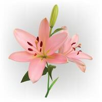 Off Pink lily flower isolated on white background. vector