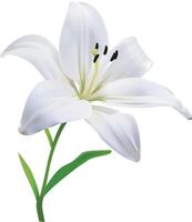 White lily flower isolated. vector