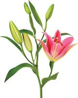 Lily flower on white background vector