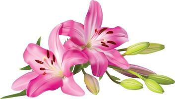 pink lily flower bouquet isolated on white background vector
