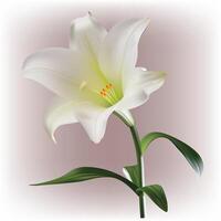 light lily flowers vector