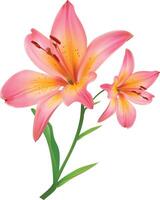 Pink lily flower isolated on white background. vector