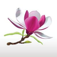 Magnolia flowers isolated. 3d realistic icon vector