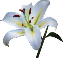 white light lily flower isolated on white background. vector