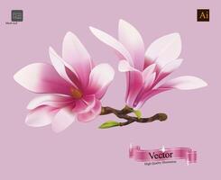 Magnolia flowers isolated. vector