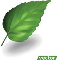 Fresh green 3d leaf isolated on white background. vector