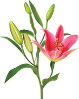 Lily flower on white background vector