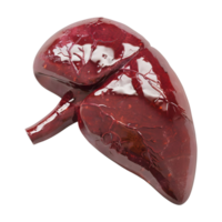 3d Renderização do uma humano fígado órgão transparente fundo png